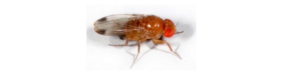 Contrôle Drosophila Suzukii